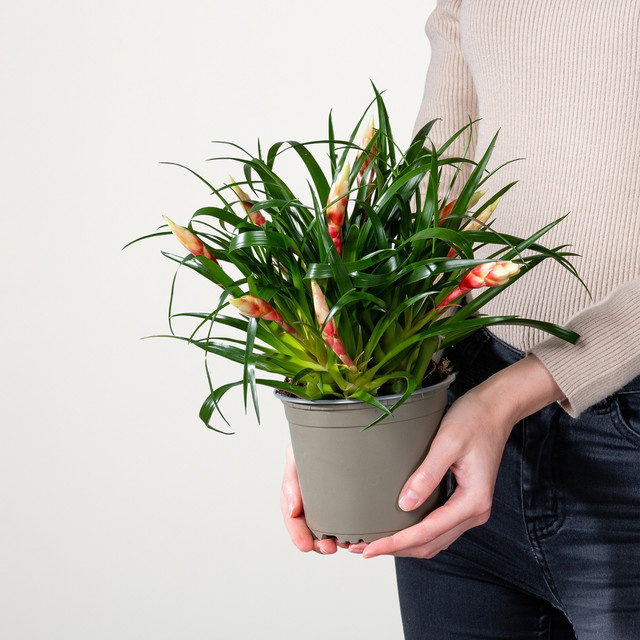 Vriesea Multiflower Shannon Zimmerpflanze von BLUME2000 in Rot, Gelb und Orange - Bild 1