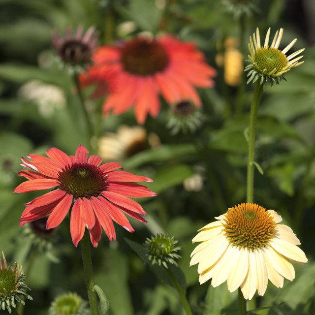3er Set BIO Echinacea purpurea Sonnenhut Cheyenne Spirit als mehrjährige Staude für deinen Garten - Bild 1