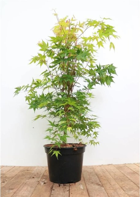 Acer Palmatum Sangokaku Japanischer Ahorn Leuchtend Rot 40–50 cm - Bild 1