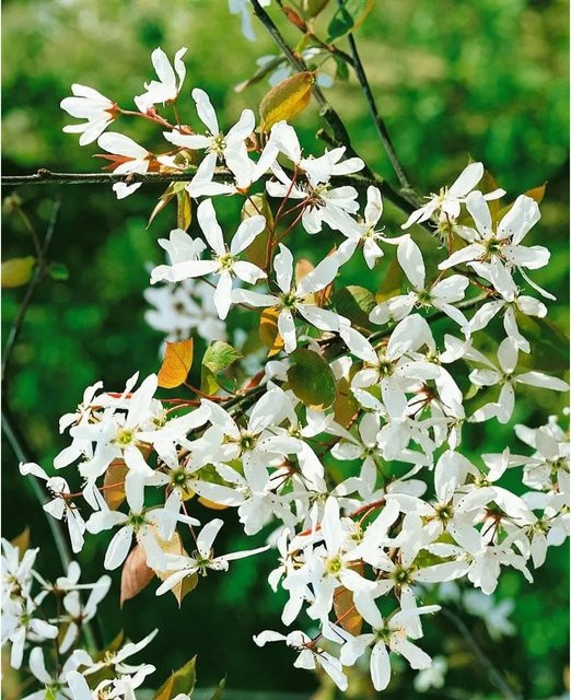 Amelanchier Alnifolia Robin Hill Felsenbirne mit weiß-rosa Blüten, Zierstrauch für deinen Garten, Höhe: 60–100 cm - Bild 1