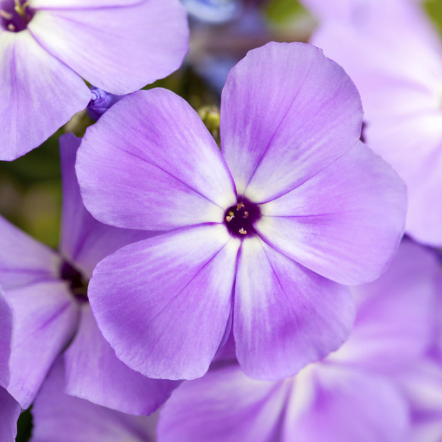 Phlox paniculata RockCollection Lila BLUME2000 Sommerstaude für Garten und Beet - Bild 1