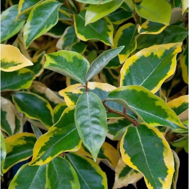 Wintergrüne Ölweide Viveleg Elaeagnus ebbingei in Grün und Weiß, Höhe: 40-60 cm - Bild 1