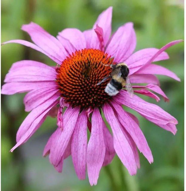 Sonnenhut Magnus Superior Echinacea purpurea lila Schnittblumepflanze - Bild 1