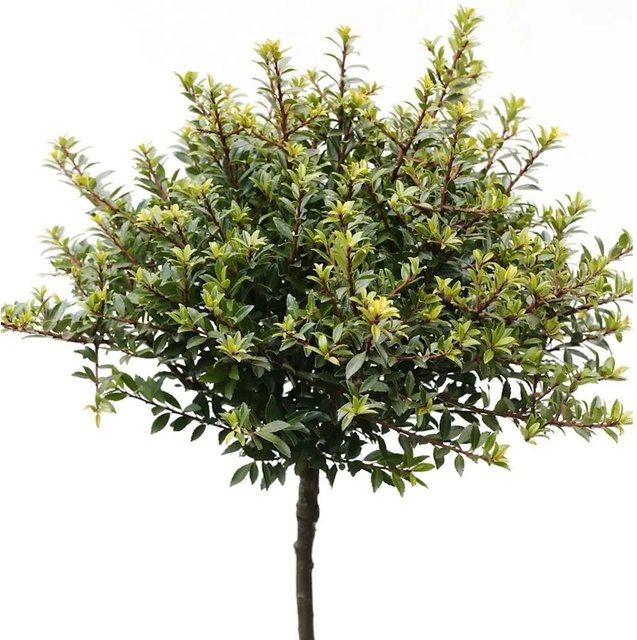 Hochstamm Löffel-Ilex Glorie Dwarf Ilex crenata in Grün, Höhe: 40-60 cm - Bild 1
