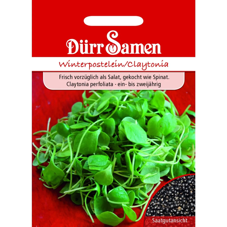 Dürr Winterpostelein Saatgut 1000 g - Bild 2