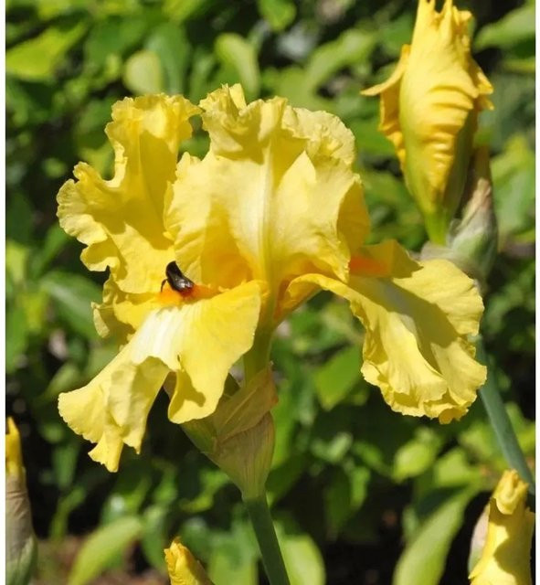 Schwertlilie Berkeley Gold Iris barbata als gelbe Beetpflanze - Bild 1
