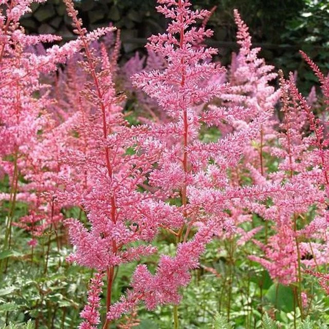 6er Set Astilbe arendsii Prachtspiere Cattleya in Pink, Arborix Stauden im 9cm Topf - Bild 1