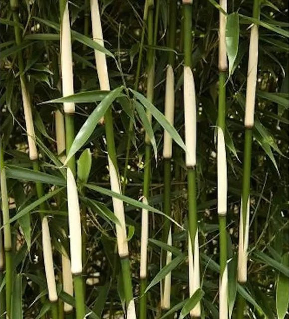 Fargesia robusta Campbell Heckenbambus als grüne Heckenpflanze, Höhe: 60-80 cm - Bild 1