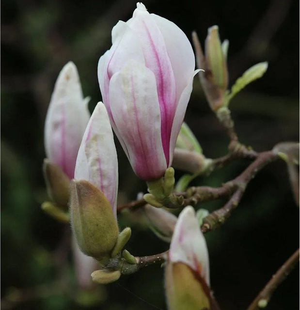 Magnolia soulangiana Zierstrauch in Pink, Höhe: 80-100 cm - Bild 1