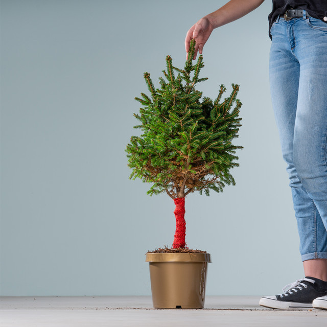 Rotfichte Conica Picea abies Stämmchen von BLUME2000 mit Jute-Umschlag - Bild 1