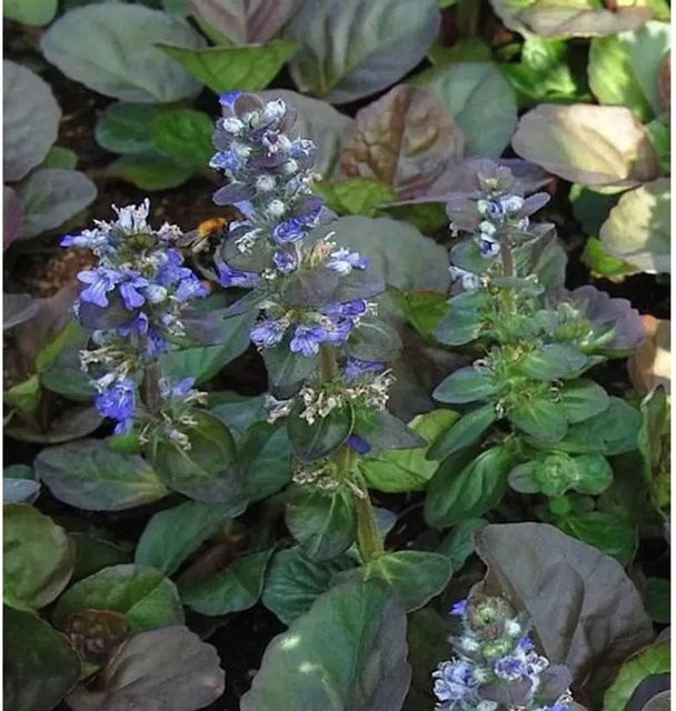 Günsel Catlin Gigant Ajuga reptans Blauer Bodendecker - Bild 1