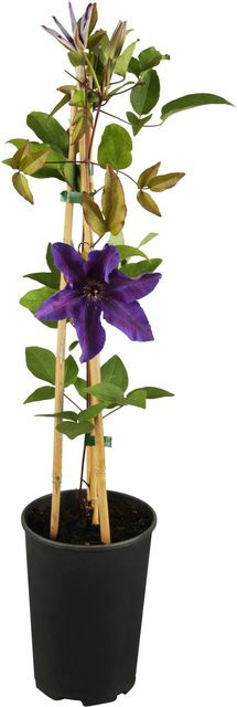 Waldrebe Clematis The President Purpurblau, Höhe: 40 - 60 cm, Topf-Durchmesser: 17 cm - Bild 1