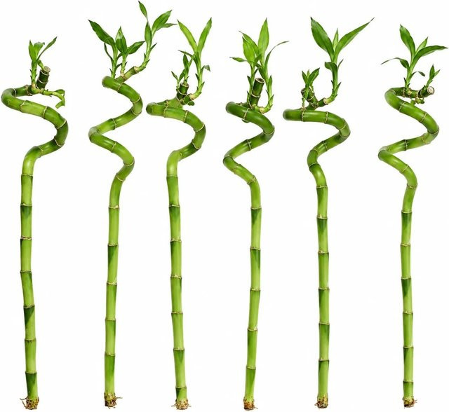 Vdvelde Lucky Bamboo 6er Set Dracaena Sanderiana Feng Shui Zimmerpflanze, Grün, Höhe: 40-45 cm - Bild 1
