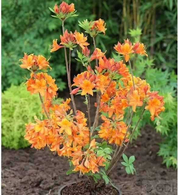 Azalee Goldflamme Rhododendron luteum Alpenrose Höhe: 40-50 cm - Bild 1
