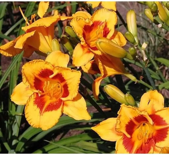 Hemerocallis Taglilie Fooled Me als mehrjährige Staudenpflanze für Beet und Garten - Bild 1