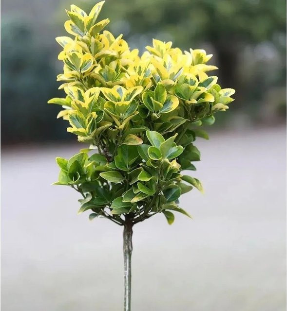 Euonymus fortunei Kriechspindel Canadale Gold Hochstamm, gold-grün, Höhe: 60-80 cm - Bild 1