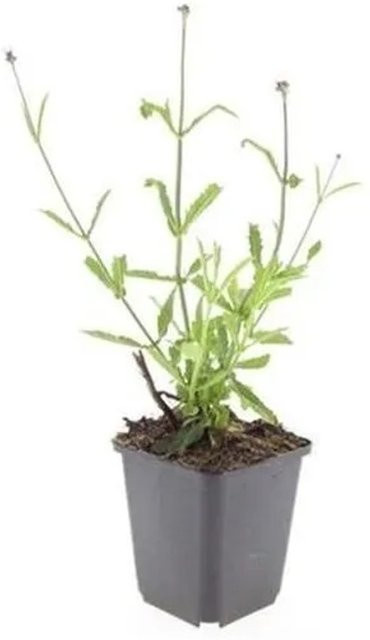 Exotenherz Zierstaude Eisenkraut Verbena Bonariensis Lollipop Set mit 60 Pflanzen im 9cm Topf, lila-grün - Bild 1
