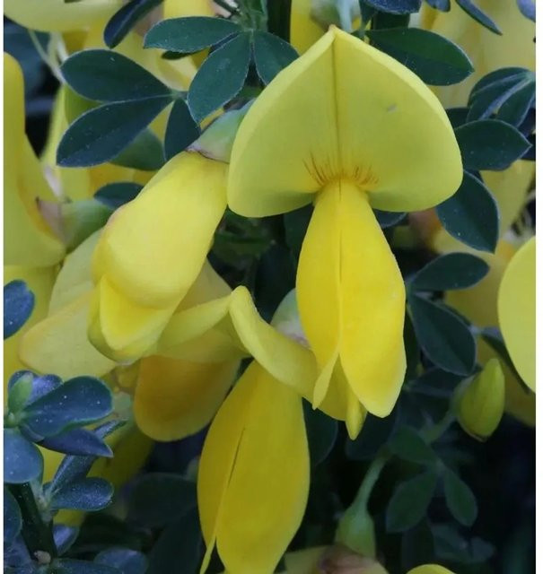 Edelginster Golden Sunlight Cytisus scoparius gelber Zierstrauch für deinen Garten - Bild 1