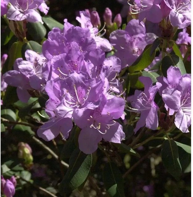 Rhododendron oreotrephes Oreonastes Wildart Zierstrauch in Lila, Höhe: 20-30 cm - Bild 1