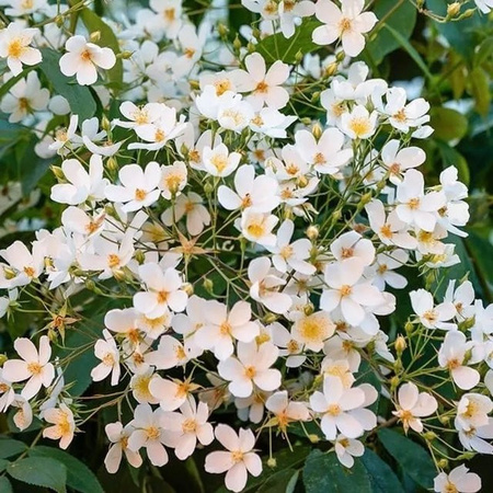 Arborix Kletterrose Filipes Kiftsgate Rosa, stark wachsende Kletterpflanze für den Außenbereich