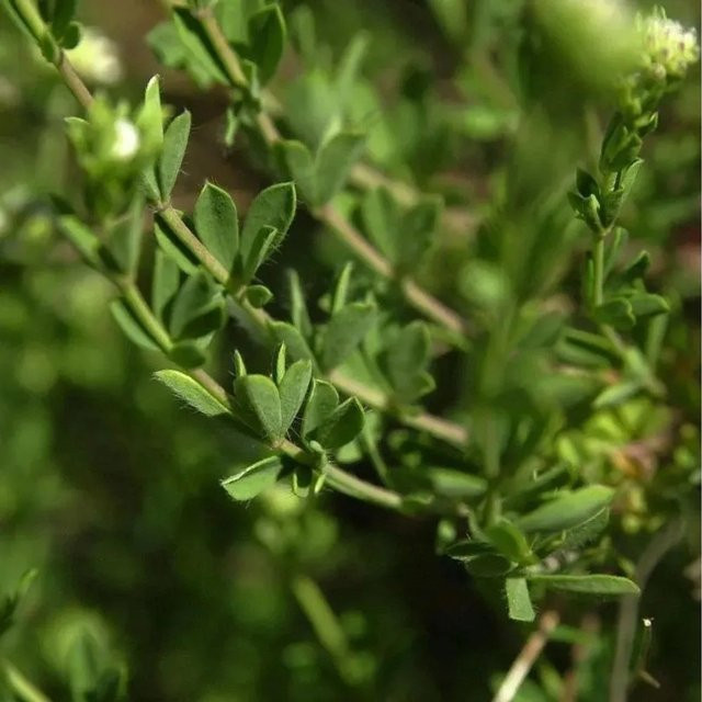 Backenklee Dorycnium pentaphyllum germanicum als mehrjährige Pflanze im Topf für Garten und Steingarten, Grün - Bild 1