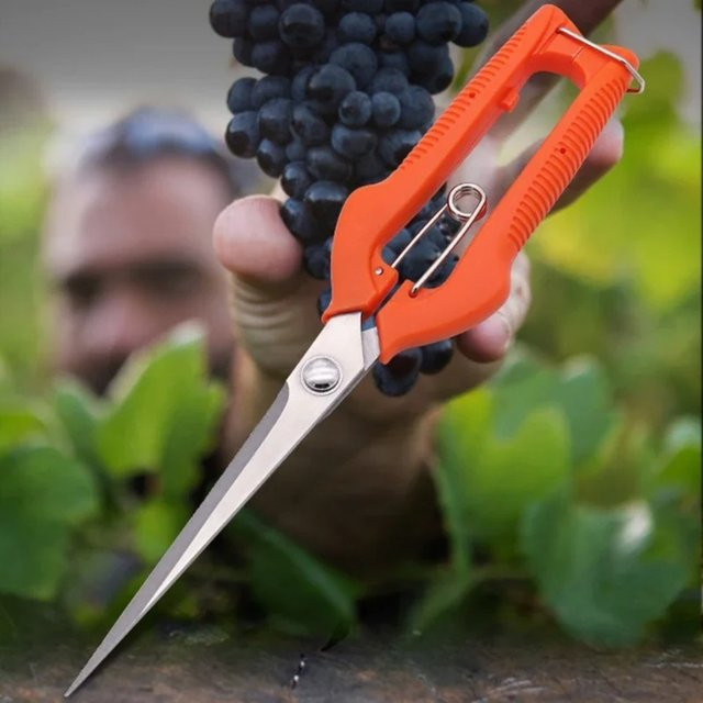 Obstschere aus Edelstahl in Orange mit geradem Kopf zur Beschneidung von Obstbaumzweigen und Blumen im Garten - Bild 1