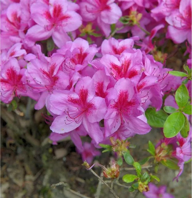 Japanische Azalee Peppina Rhododendron luteum in Pink, Höhe: 40-50 cm - Bild 1