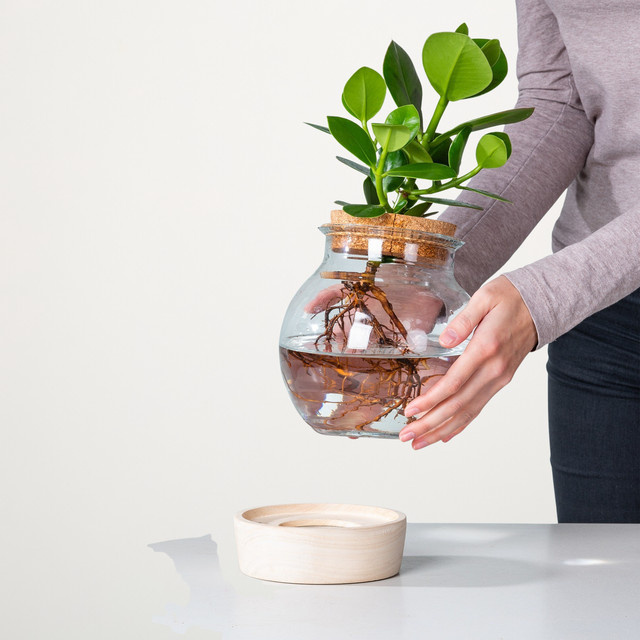 BLUME2000 Waterplant Balsamapfel Rosea im Glas mit LED und Korkdeckel, grün - Bild 1