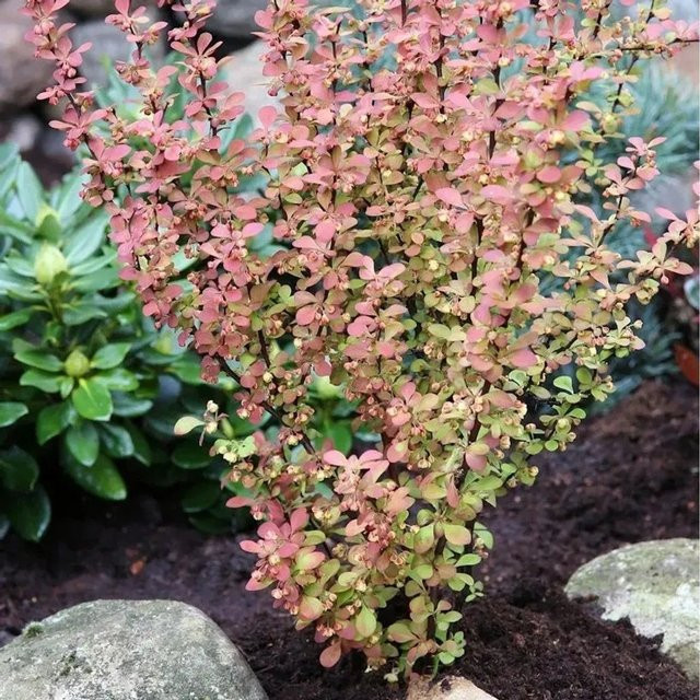 Berberis thunbergii Orange Rocket Berberitze in Orange, Topfgröße 15-20 cm - Bild 1