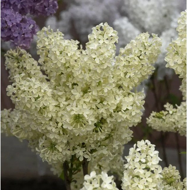 Edelflieder Syringa Primrose Gelb, Zierstrauch für den Garten, Höhe: 30-40 cm - Bild 1
