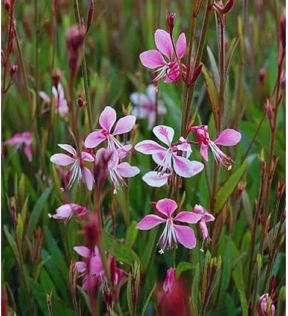 Prachtkerze Siskiyou Pink Gaura lindheimeri als mehrjährige Staude für deinen Garten - Bild 1