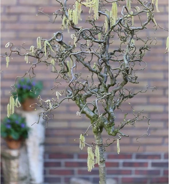 Hochstamm Haselstrauch Corylus avellana von Nr-01.de, Höhe: 80-100 cm - Bild 1