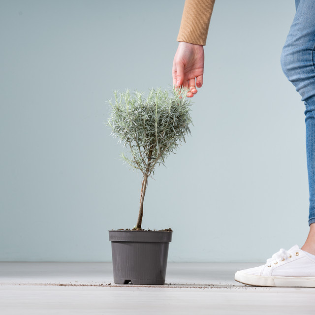 Currykraut Helichrysum italicum Stämmchen von BLUME2000 - Bild 1