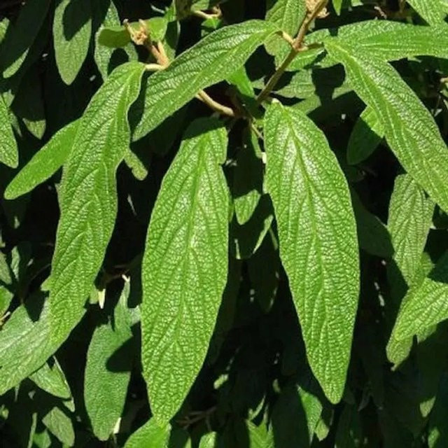 Immergrüner Zungen-Schneeball Viburnum rhytidophyllum von Willowwood in Grün und Weiß - Bild 1