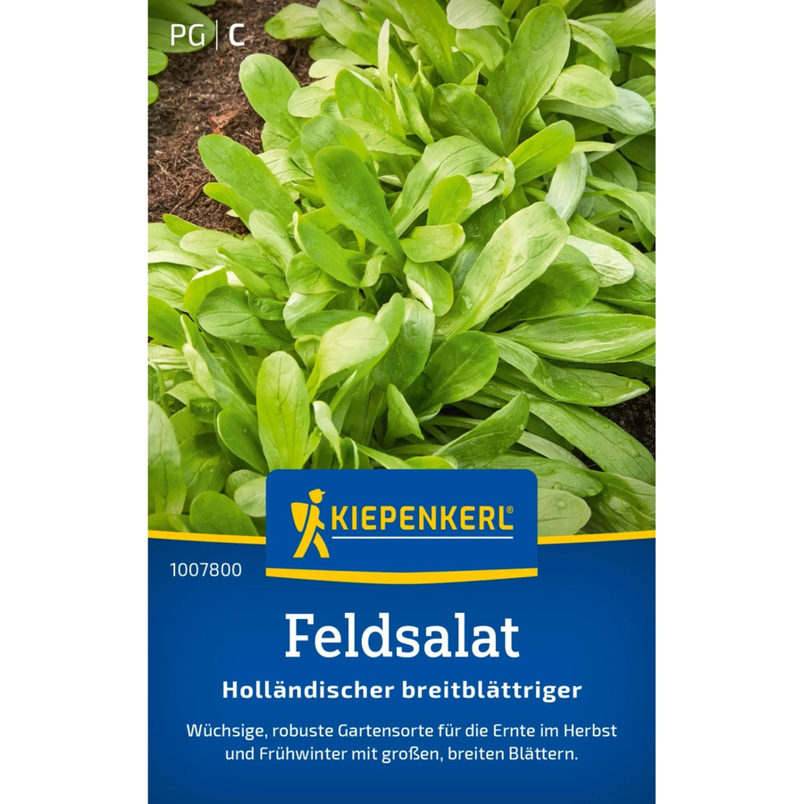 Kiepenkerl Feldsalat Holländischer breitblättriger Gemüsesaat für den Herbst - Bild 2