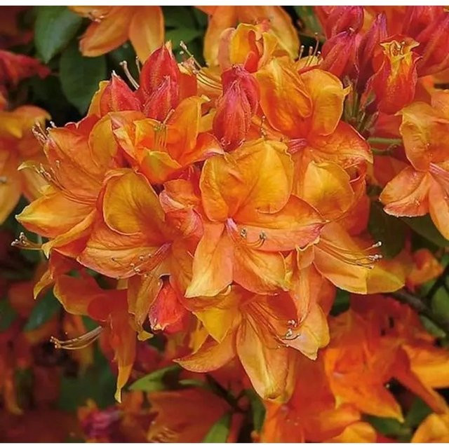 Azalee Golden Eagle Rhododendron luteum Alpenrose, Höhe: 30-40 cm - Bild 1