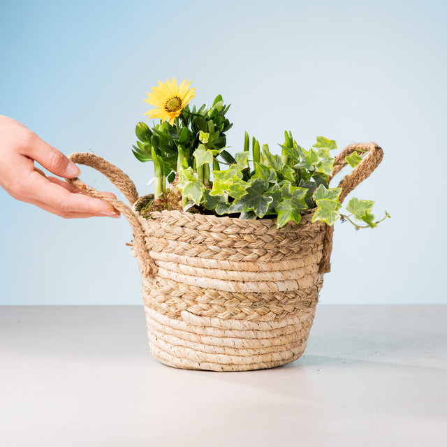 BLUME2000 Frühlingsflirt Topf in Gelb für Wohnraum und Außenbereich - Bild 1