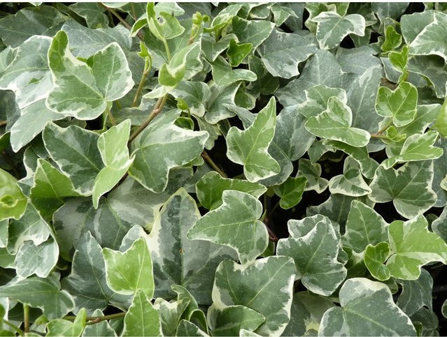 Hedera helix Efeu Glacier als Kletterpflanze im Topf mit einem Durchmesser von 9 cm - Bild 1