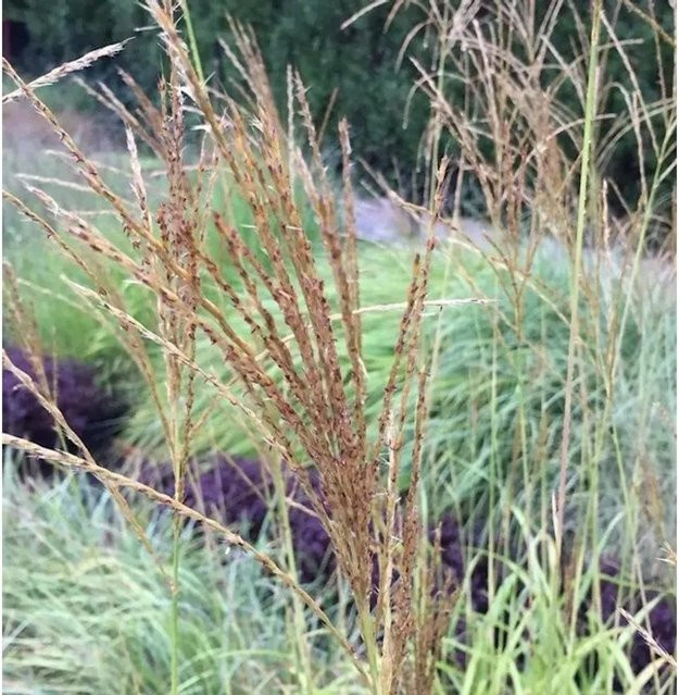 Miscanthus transmorrisonensis Taiwanesisches Schilf als mehrjährige Pflanze in Grün und Pink für den Garten im Topf - Bild 1