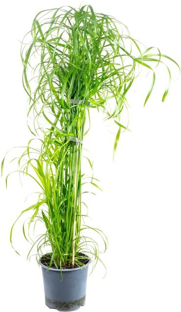 Value Greens Wasserliebendes Zyperngras Cyperus Alternifolius in Grün, Höhe: 55 cm, Topf-Durchmesser: 14 cm - Bild 1