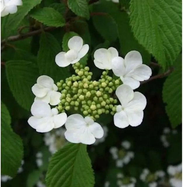 Viburnum plicatum Pyramiden Schneeball Kilimanjaro weiß ornamental Strauch für den Garten - Bild 1