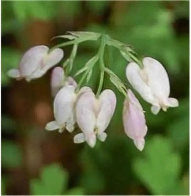 Dicentra formosa Zwergherzblume Aurora pink Staudenpflanze für Garten und Staudenbeete - Bild 1
