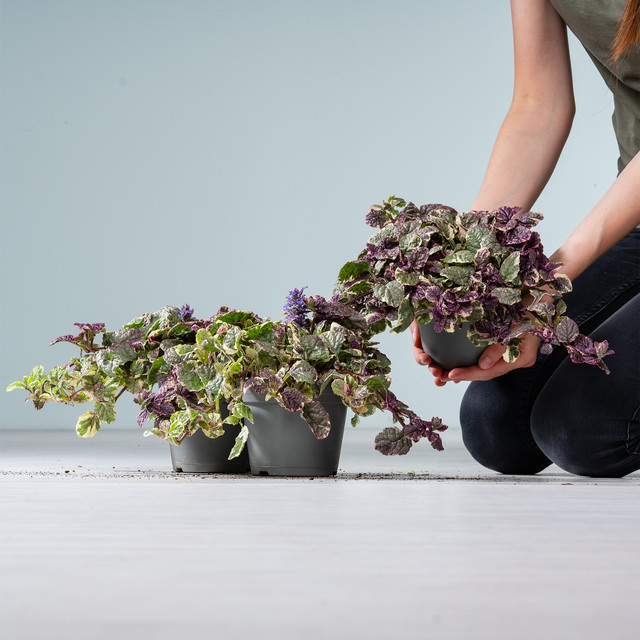 3er Set Ajuga Reptans Günsel Burgundy Glow von BLUME2000, mehrfarbige Bodendecker-Pflanzen für den Außenbereich - Bild 1