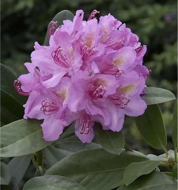 Großblumiger Rhododendron Pink Purple Dream Alpenrose in Pink und Purple, Höhe: 30-40 cm - Bild 1