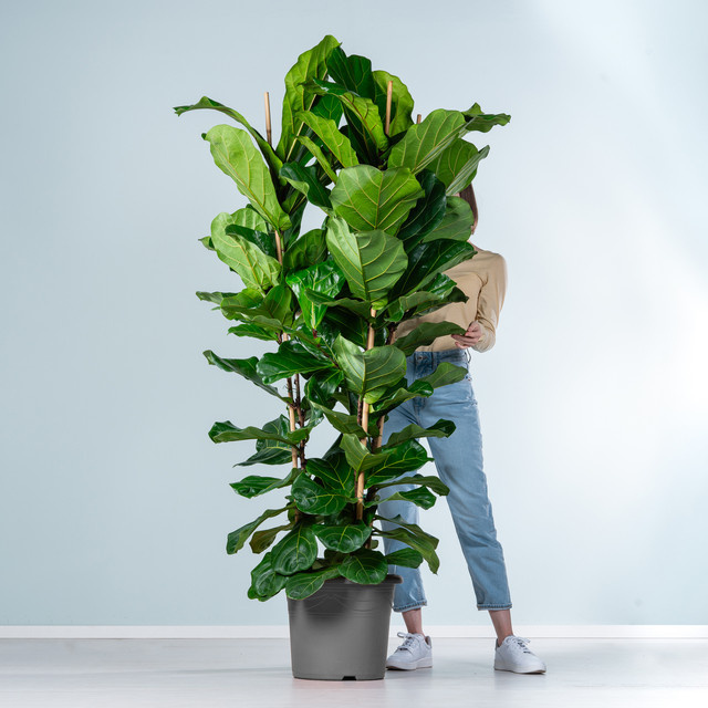 BLUME2000 Geigenfeige XXL Zimmerpflanze in Grün - Bild 1