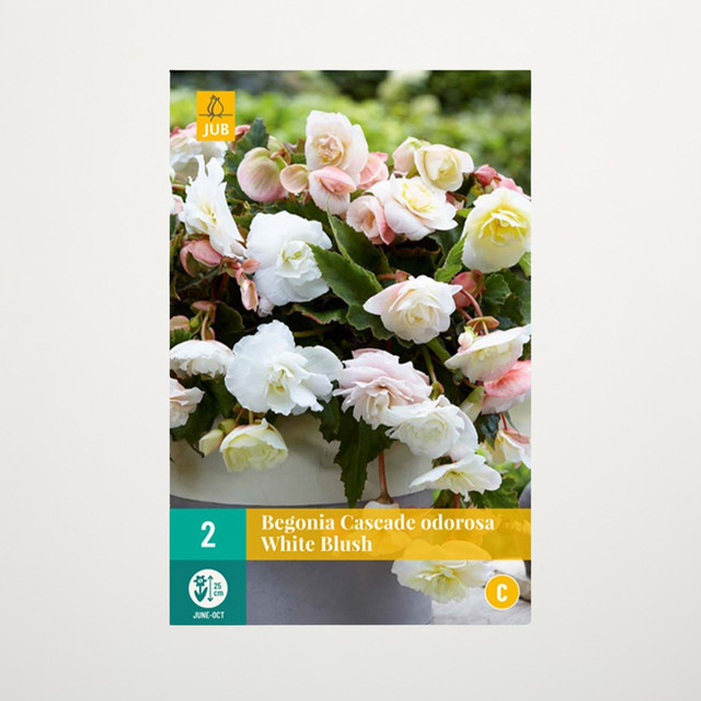 Duft-Begonie Odorosa White Blush von BLUME2000, 2 Knollen - Bild 1