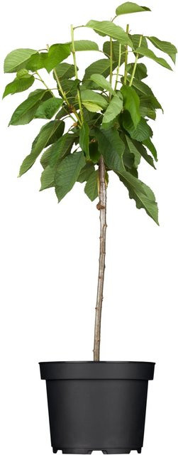 GROW by OBI Bio Süßkirsche Sunburst Prunus, rote Früchte, Höhe: ca. 130 cm - Bild 1