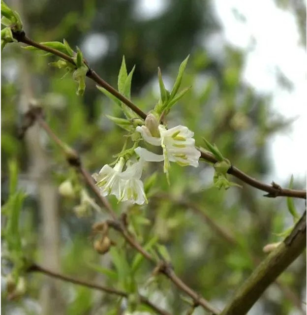 Winter Heckenkirsche Winter Beauty Lonicera purpusii Strauch für den Garten, Höhe: 40-60 cm - Bild 1