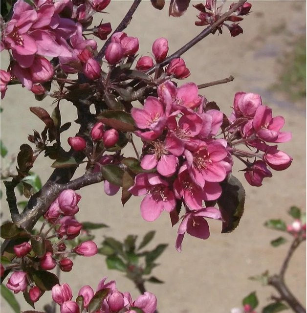 Säulenapfel Maypole Malus mit dunkelroten Früchten von Nr-01.de - Bild 1