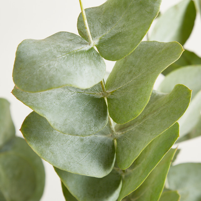 Blume2000 Eucalyptus 'Cinerea' Bund Green - Bild 1